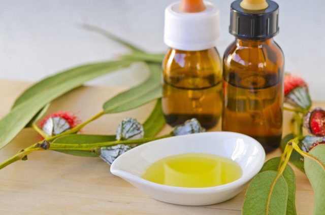 7 Manfaat Minyak Eucalyptus Putih Bagi Kesehatan