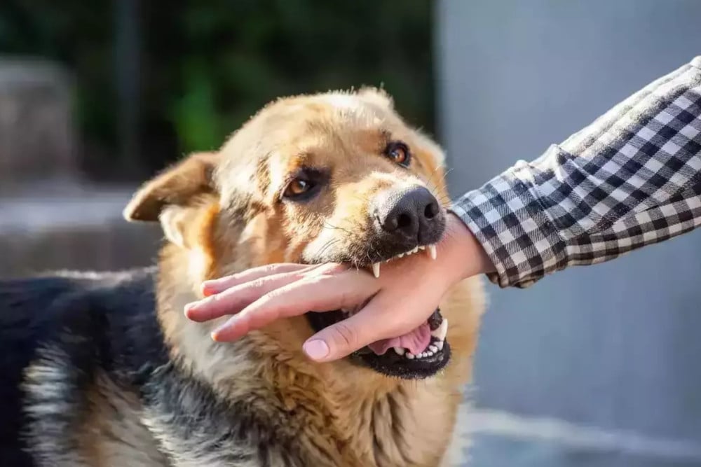 Mengenal Gejala Rabies pada Manusia untuk Cegah Kematian