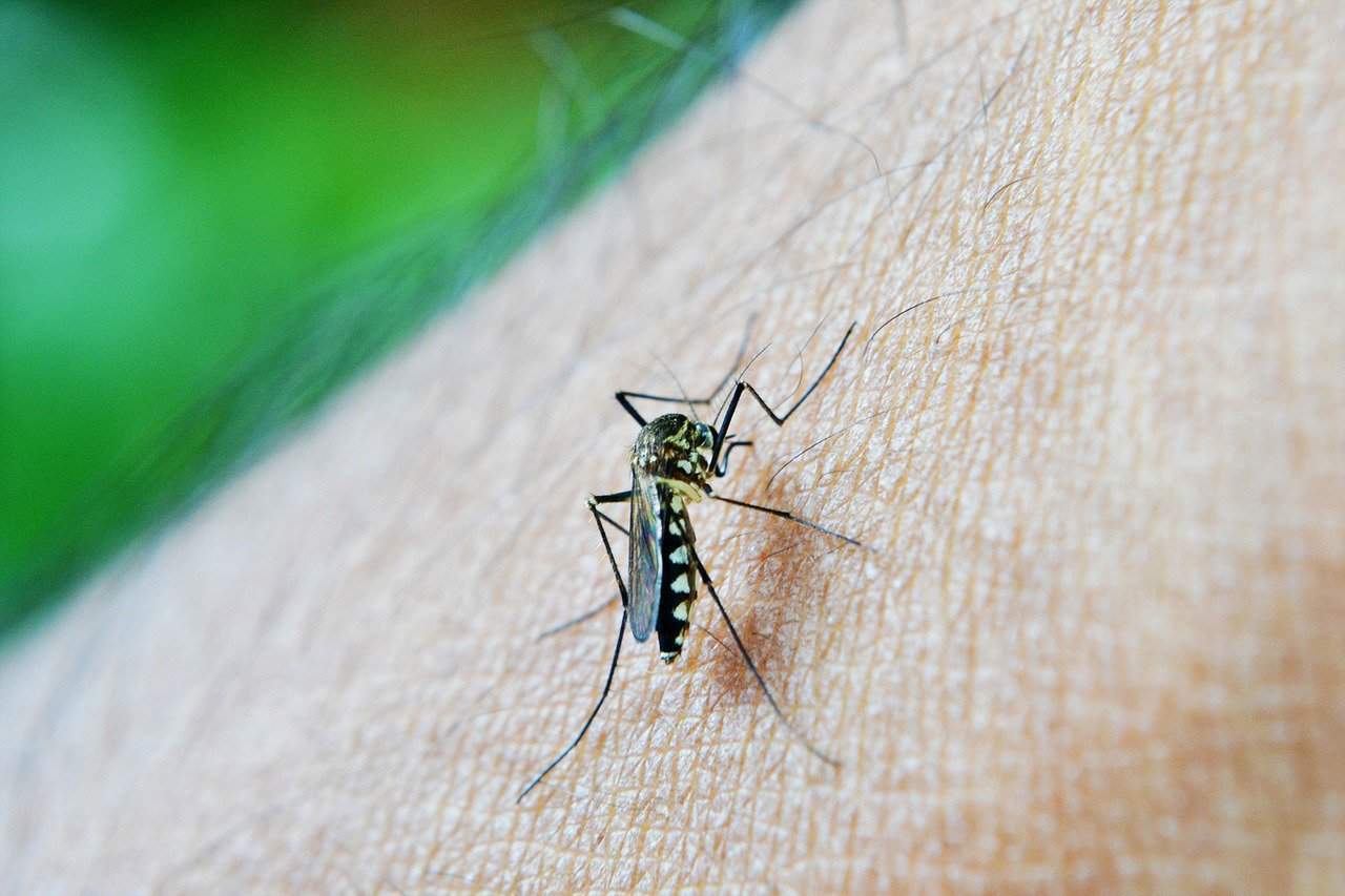 7 Hal yang Bikin Seseorang Lebih Sering Digigit Nyamuk
