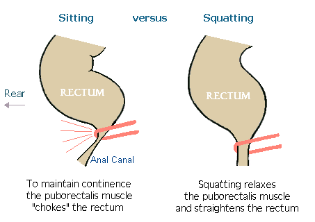 sitting vs squatting