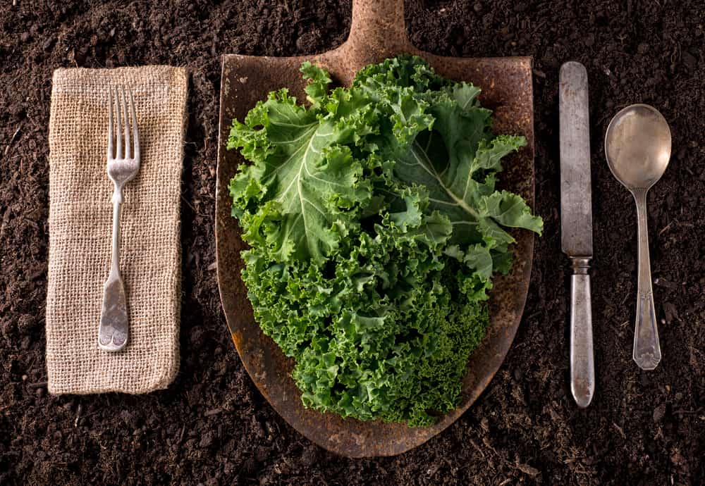 Kale: Si Daun Hijau Seru Buat Nge-Diet! π₯¬π₯