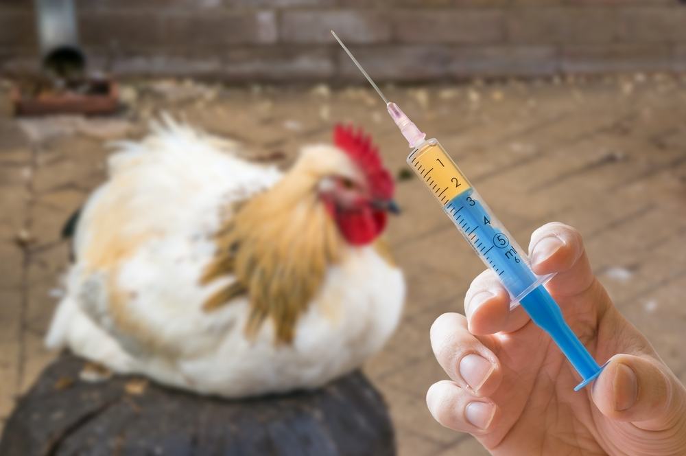 Waspadai Bahaya Mengonsumsi Daging Ayam Suntik