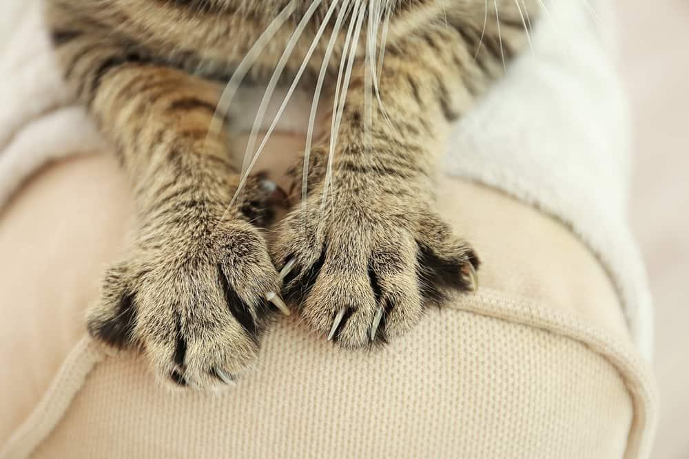 Cat Scratch Disease