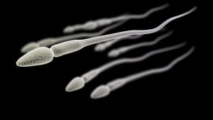 Kualitas Sperma Menurun, Akibat Mengonsumsi Karbohidrat dan Susu