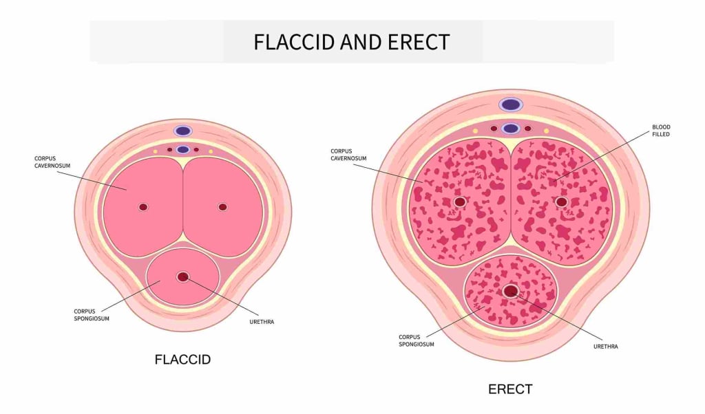 penis ereksi