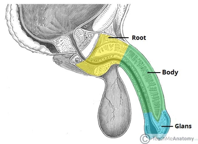 Anatomi penis tampak samping (sumber: Teach Me Anatomy)