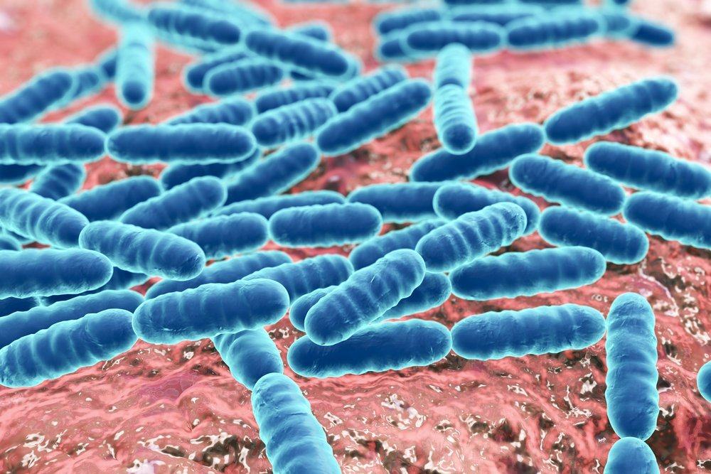 7 Bakteri Jahat dalam Tubuh dan Penyakit yang Ditimbulkannya
