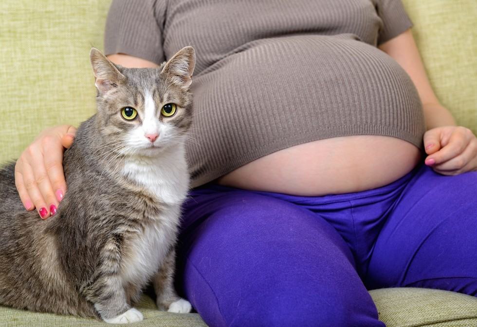 main kucing saat hamil