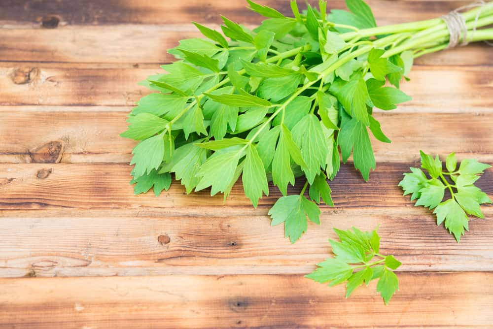 Khasiat daun sup untuk buah pinggang