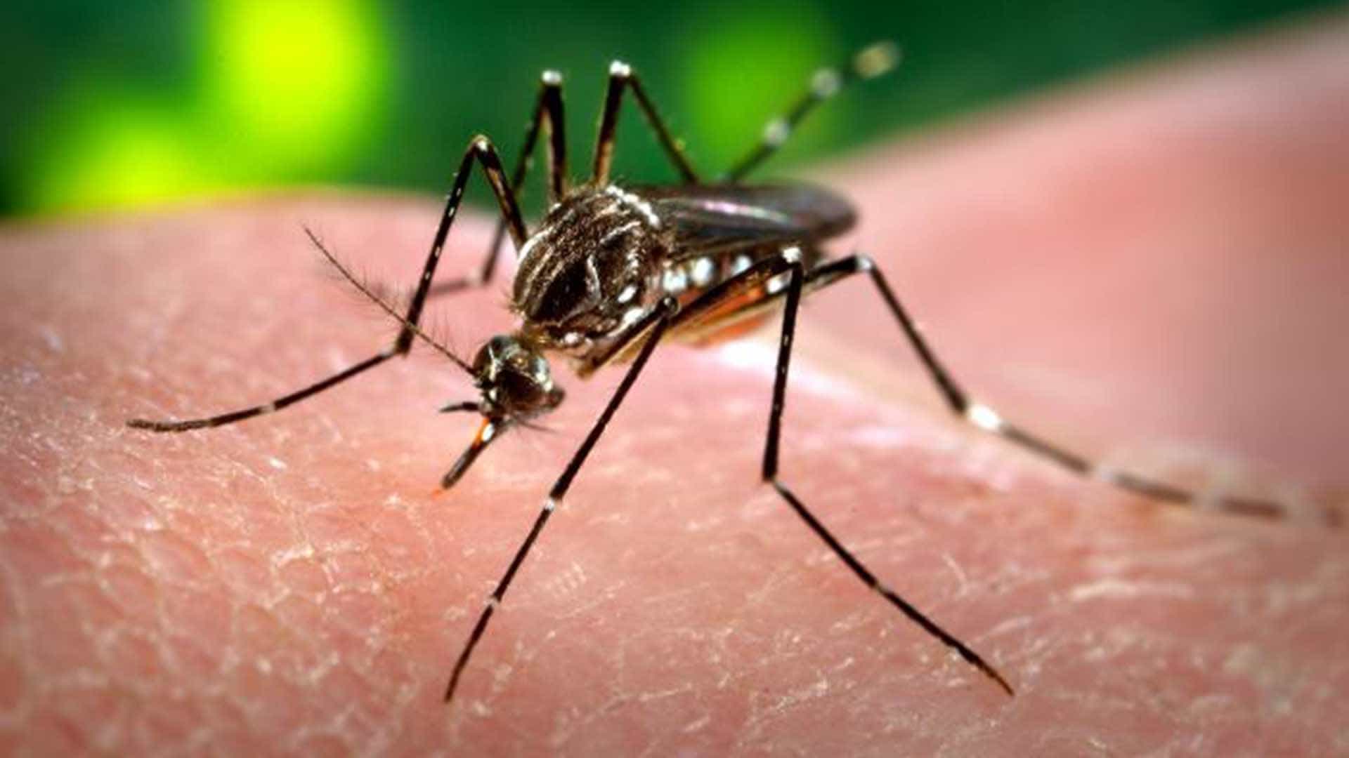 gejala virus zika yang harus diwaspadai