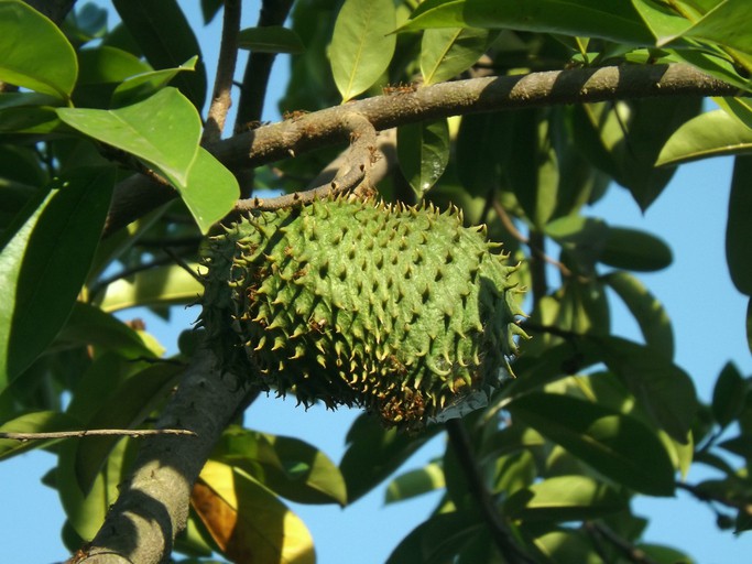 5 Manfaat Daun Sirsak, Atasi Gangguan Cerna hingga Infeksi