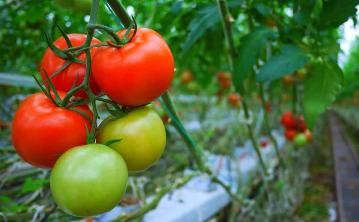 10 Manfaat Tomat untuk Kesehatan Tubuh secara Menyeluruh