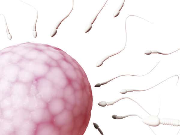 7 Fakta Sel Telur Wanita yang Sudah Ada Sejak Dalam Kandungan