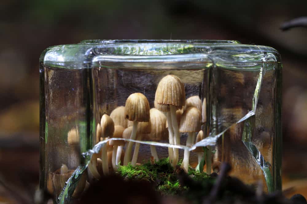 efek-magic-mushroom