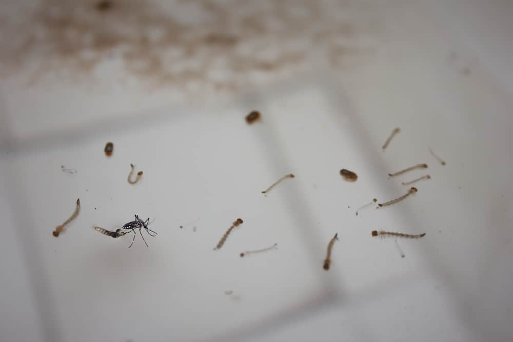 cara mencegah perkembangbiakan nyamuk
