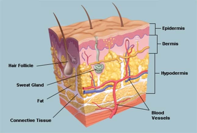 struktur kulit manusia