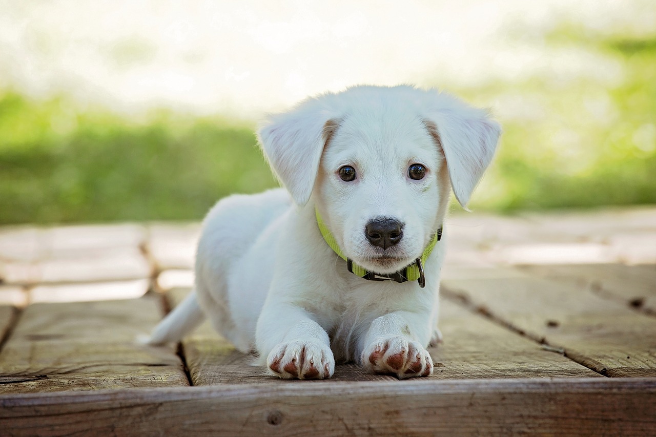 7 Manfaat Kesehatan Memelihara Anjing Menurut Penelitian