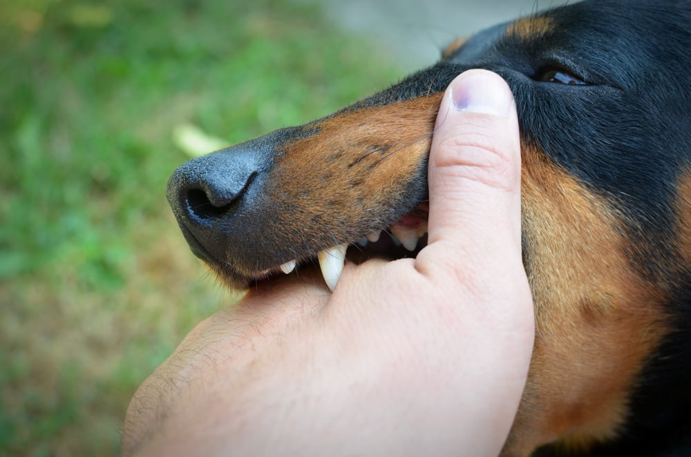 Ini Ciri-Ciri Anjing yang Terinfeksi Rabies dan Cara Penularannya