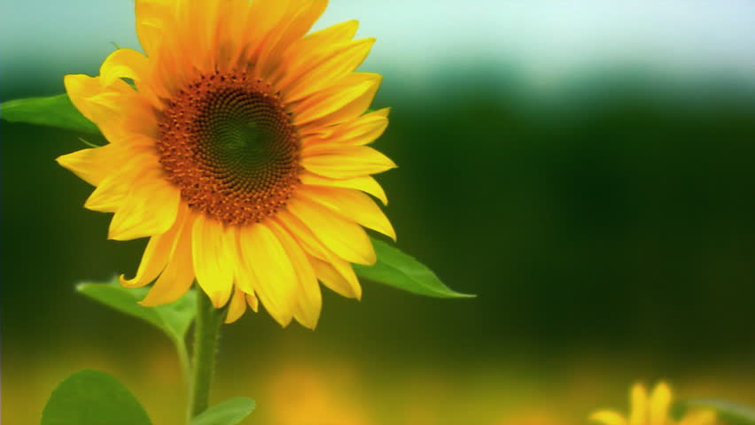 Manfaat Bunga Matahari, dari Bijinya Hingga Minyaknya
