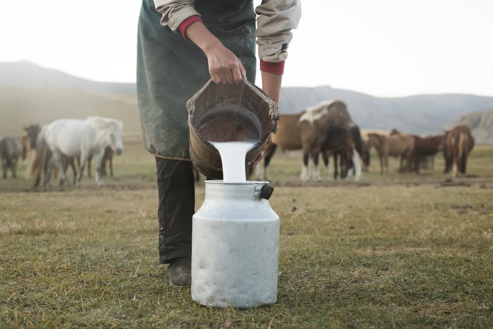 5 Alasan Kenapa Susu Kuda Liar Lebih Sehat Daripada Susu Sapi Biasa