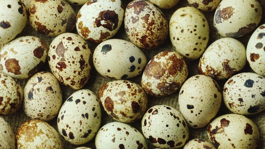 Benarkah Makan Telur Puyuh Bisa Bikin Kolesterol Tinggi?