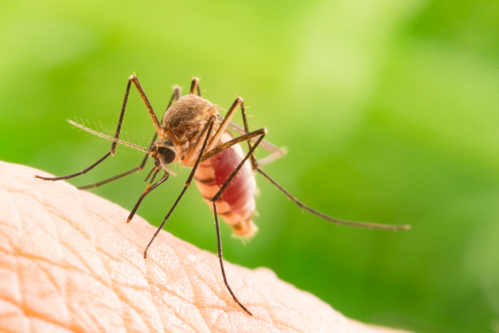 mitos tentang malaria