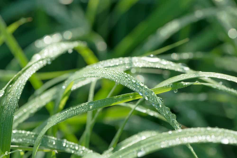 Apa Bahayanya Minum Racun Rumput? (Plus, Langkah Pertolongan Pertamanya)