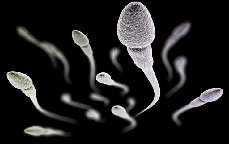kualitas sperma