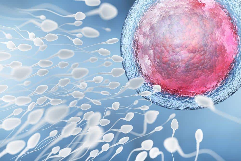 tabel perbedaan spermatogenesis dan oogenesis