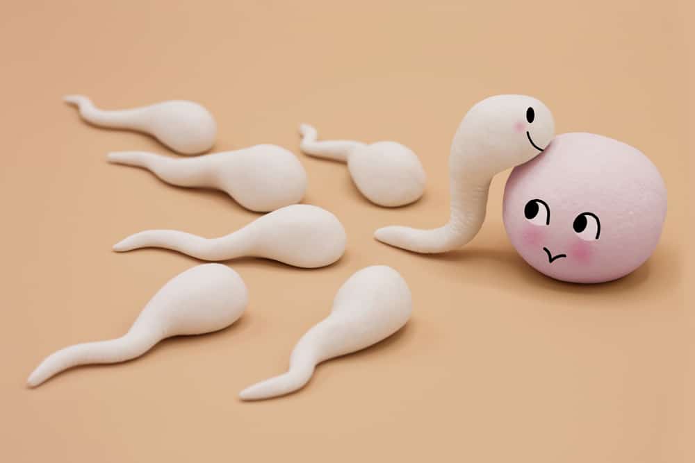 Image result for sperma
