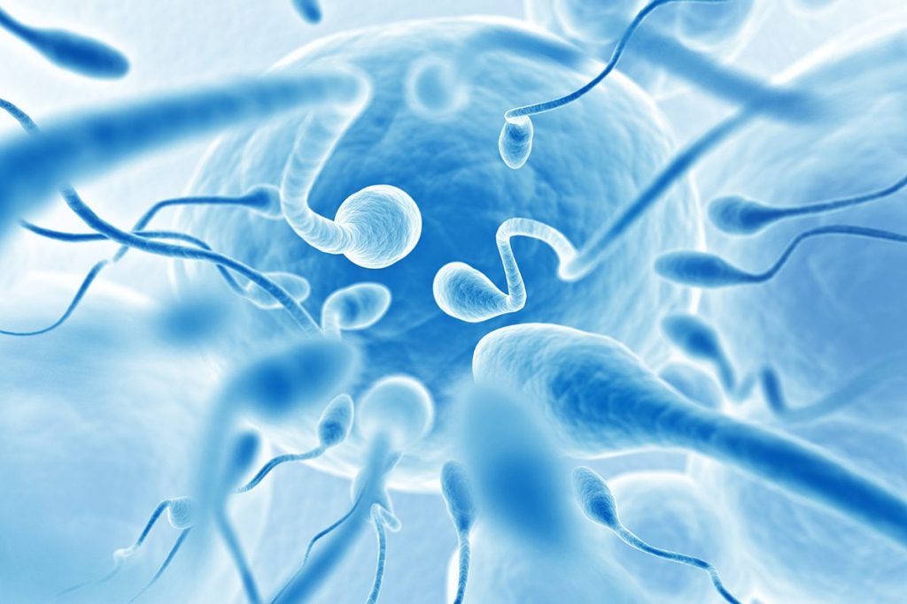 kelebihan lemak dan kualitas sperma