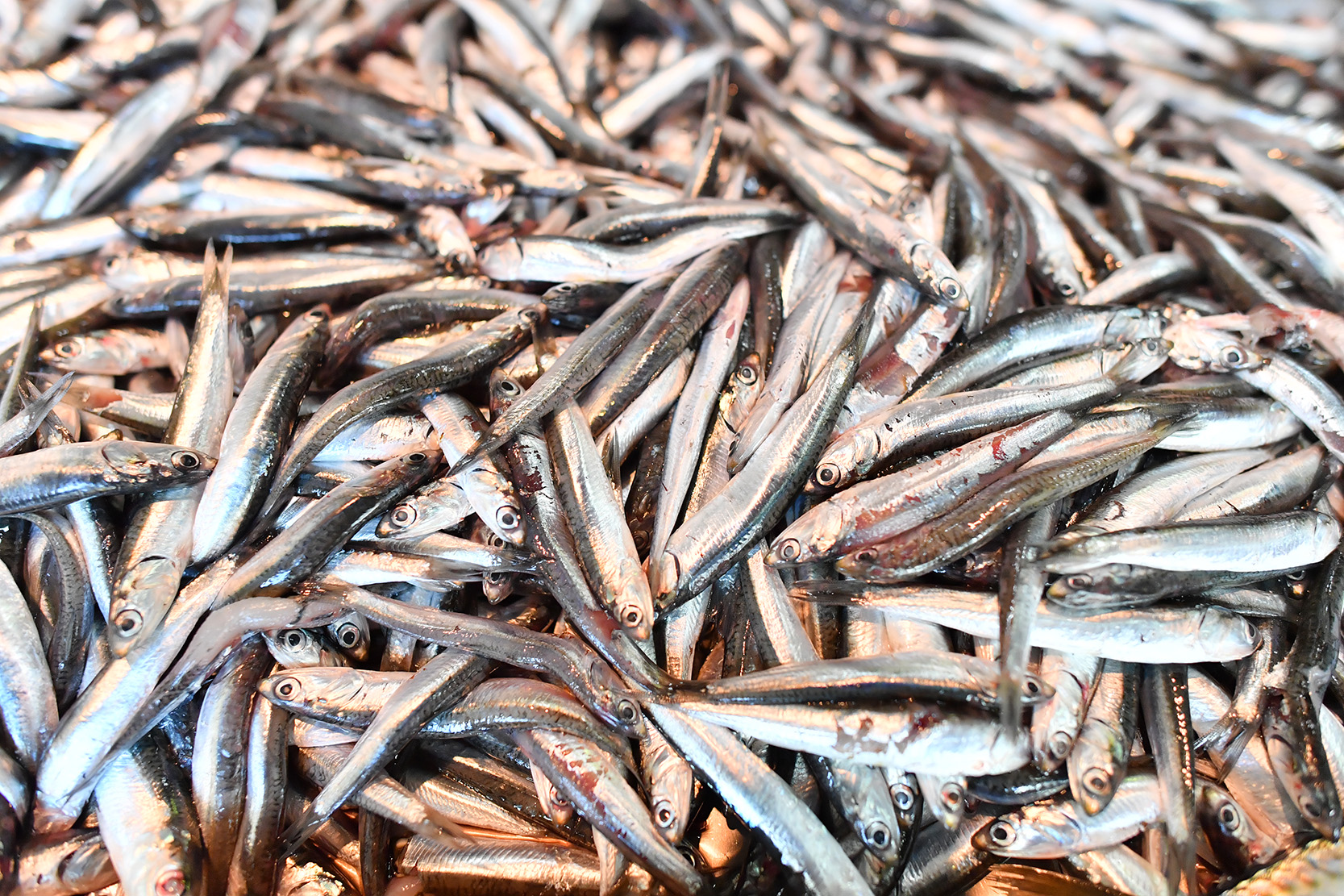 5 Manfaat Makan Ikan Teri yang Menakjubkan Bagi Kesehatan