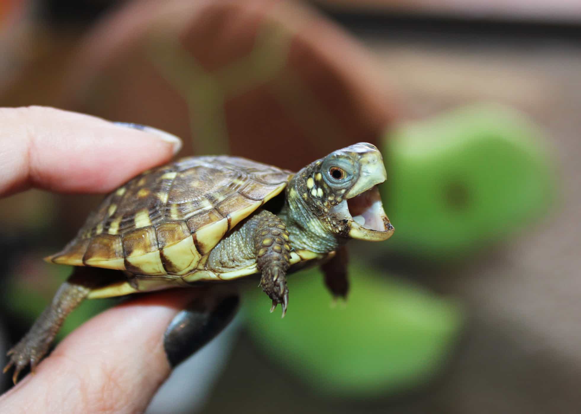 Punya Kura-kura di Rumah Waspada Penyakit yang Satu Ini