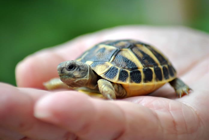 pelihara kura-kura meningkatkan risiko infeksi salmonella