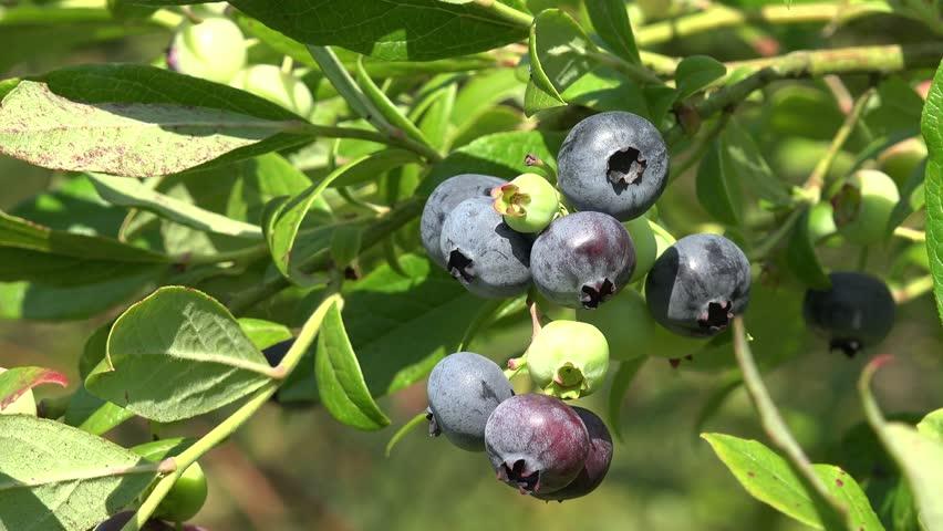 Berkenalan dengan Belladonna, Tanaman Beracun yang Bermanfaat untuk Tubuh