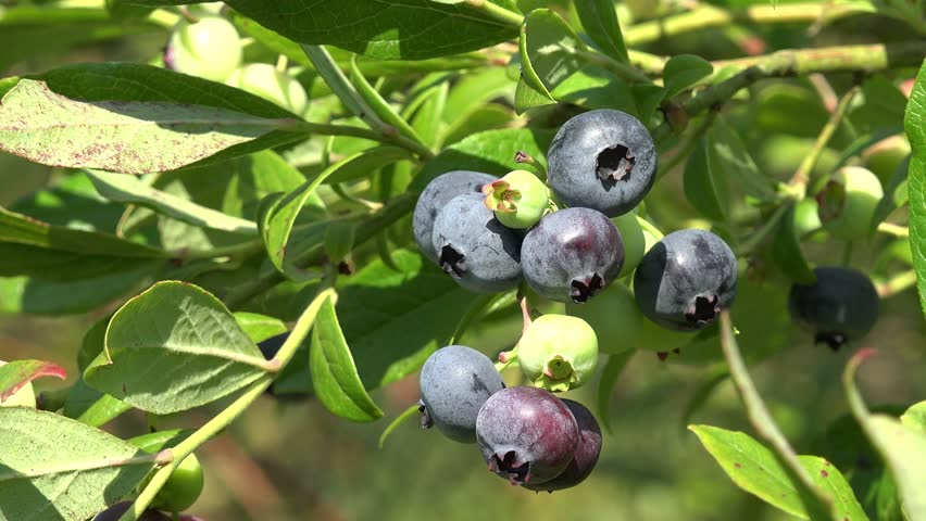 Berkenalan dengan Belladonna, Tanaman Beracun yang Bermanfaat untuk Tubuh