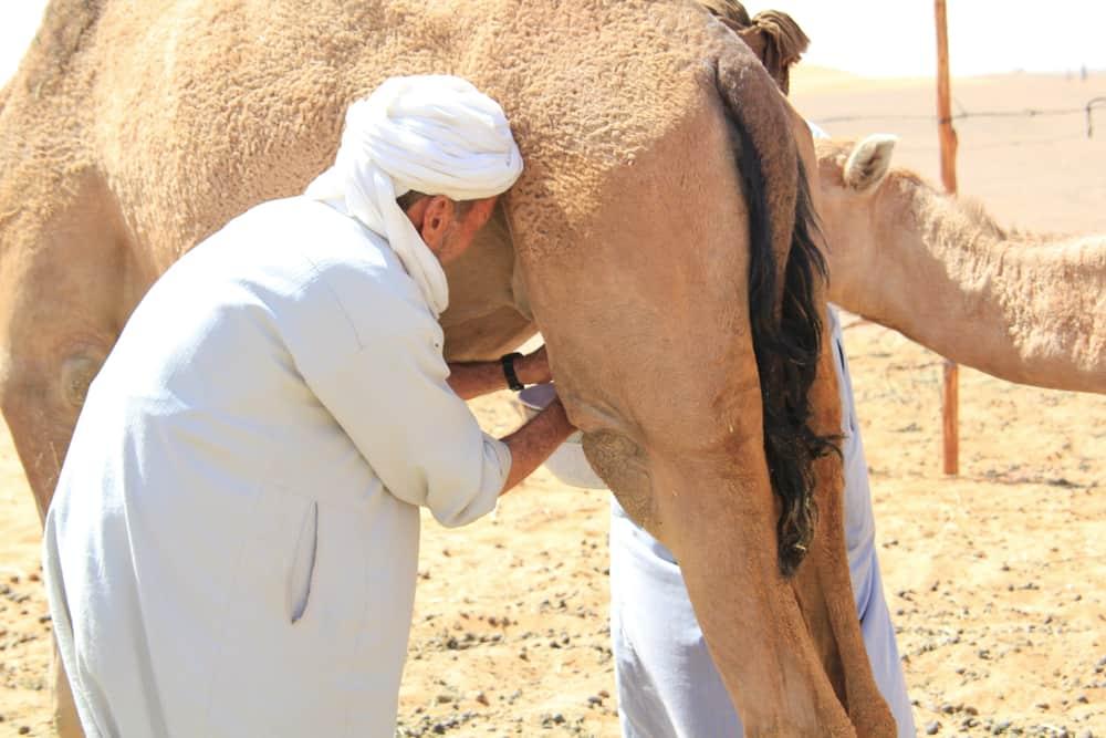 Apa Kata Dunia Medis Soal Khasiat Air Kencing Unta untuk Kesehatan?