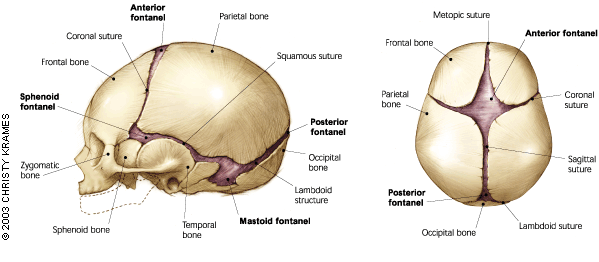 27+ Anatomi Tengkorak Kepala Bayi