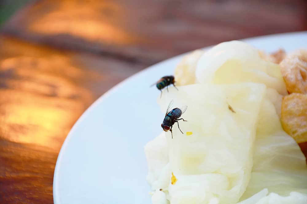 Makanan yang Sudah Dihinggapi Lalat, Apa Masih Boleh Dimakan?