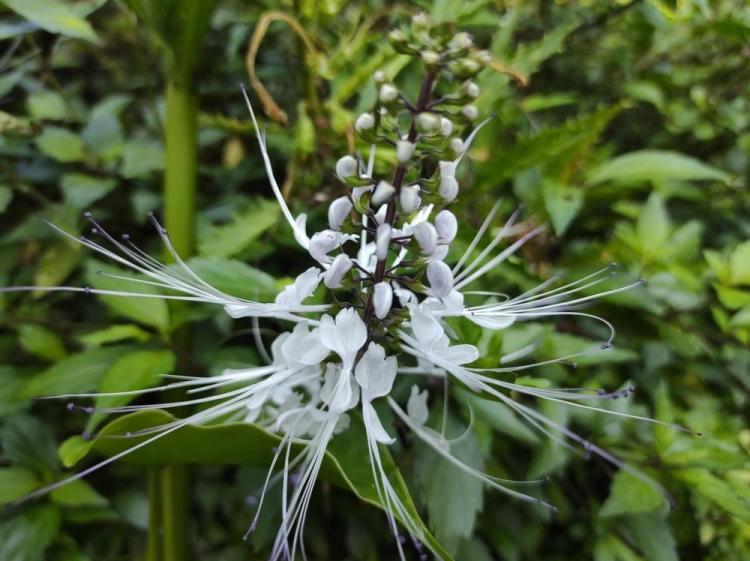 7 Manfaat Tanaman Kumis Kucing sebagai Obat Herbal