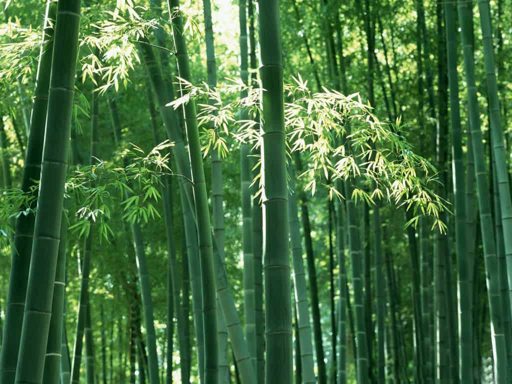 Ritual Sifon, Tradisi Sunat Pakai Bambu yang Bisa Mengancam Nyawa