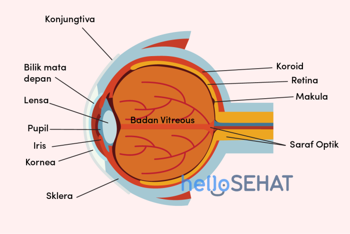 Schat 鍔 Ademen Mengenal Anatomi Mata Manusia dan Cara Kerjanya | Hello Sehat