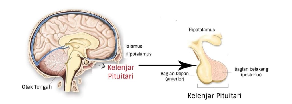 anatomi kelenjar pituitari