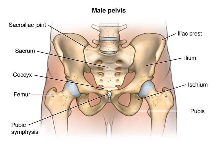 anatomi panggul pria