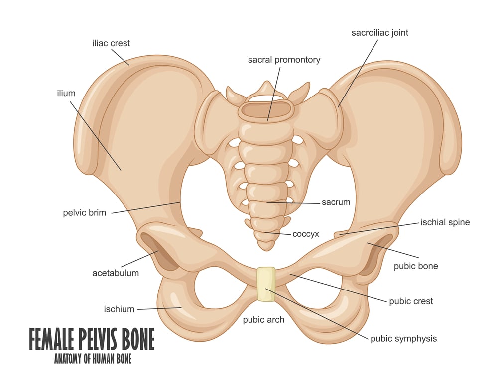 anatomi tulang panggul wanita