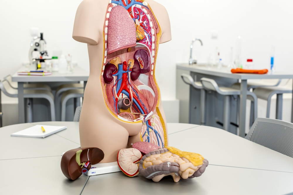 Anatomi Tubuh Manusia Mengenal Sistem-Sistem Organ Manusia