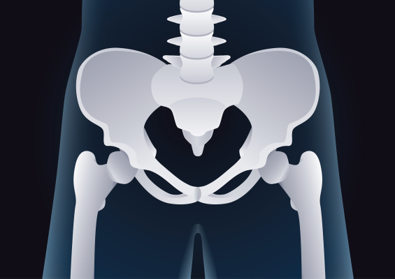 Memahami Anatomi Panggul Pria Lebih Dalam, Lengkap Dengan Fungsi dan Bagiannya