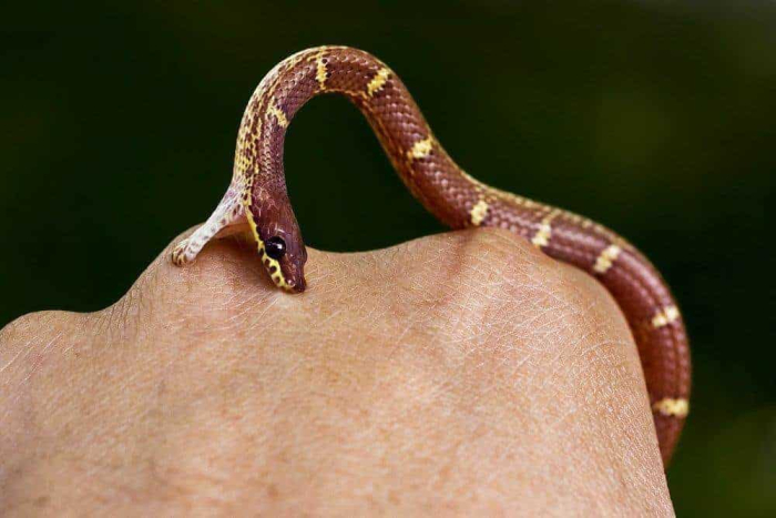 bahaya digigit ular saat hamil