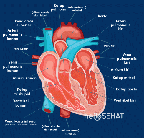 Pada jantung dengan juga serambi disebut 6 Fungsi