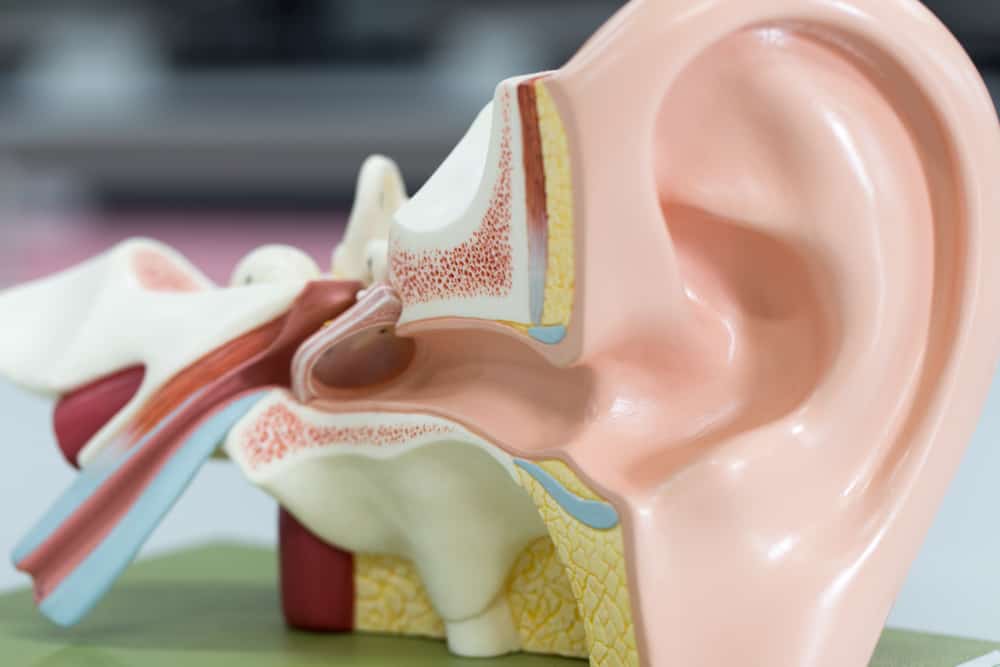Yuk, Belajar Mengenal Anatomi Telinga dan Masing-Masing Fungsinya!